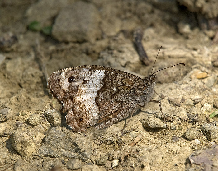 Hipparchia fagi  (Nymphalidae Satyrinae)